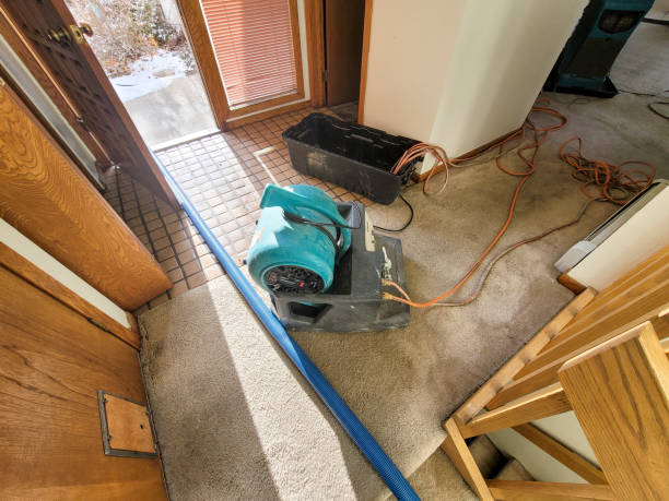 Best Water damage cleanup near me  in Shingletown, CA